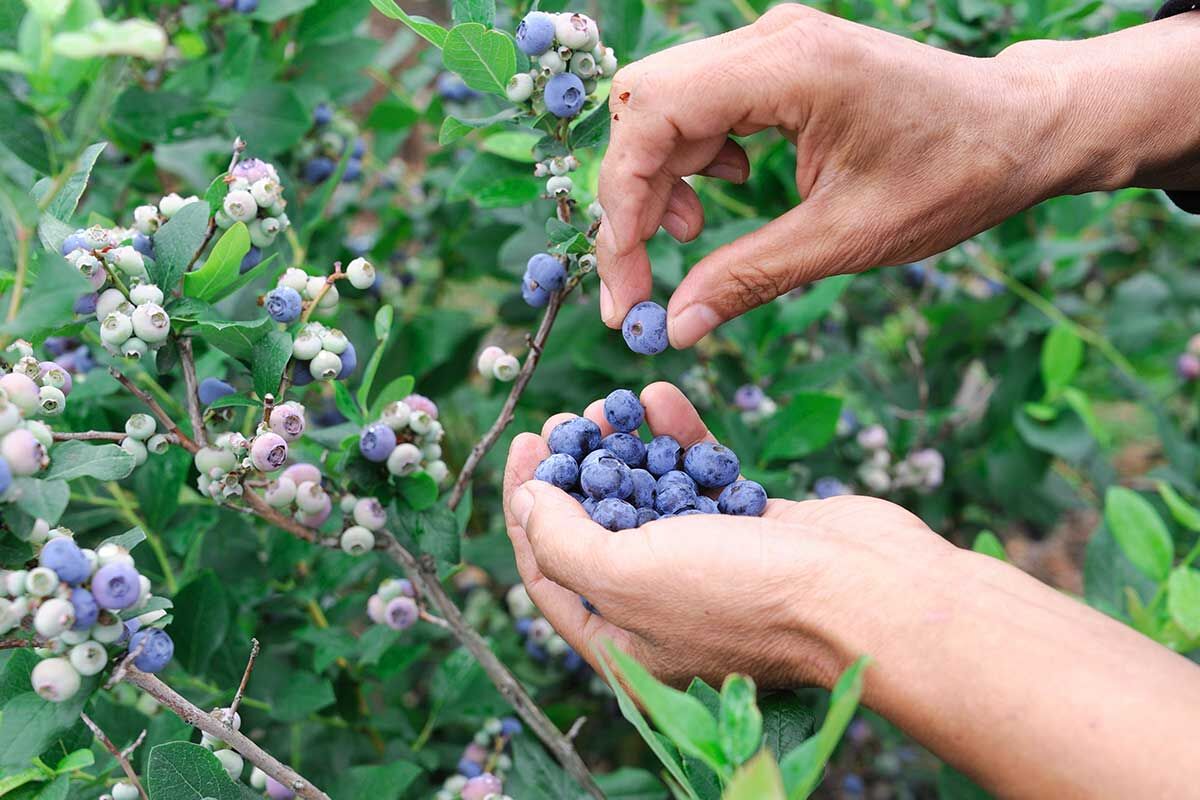 Picking fresh blueberries near Constantia